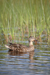 Stockente / Mallard / Anas platyrhynchos