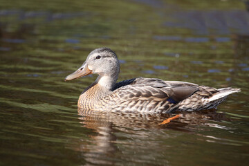 Stockente / Mallard / Anas platyrhynchos