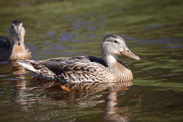 Stockente / Mallard / Anas platyrhynchos