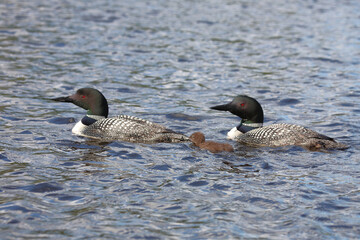Eistaucher / Common Loon / Gavia immer..