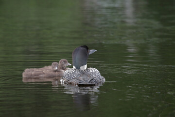 Eistaucher / Common Loon / Gavia immer..