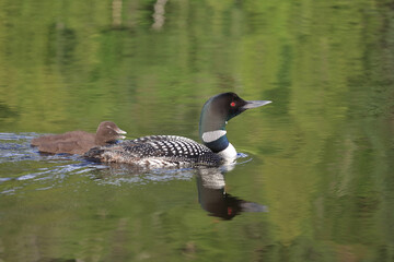 Eistaucher / Common Loon / Gavia immer..