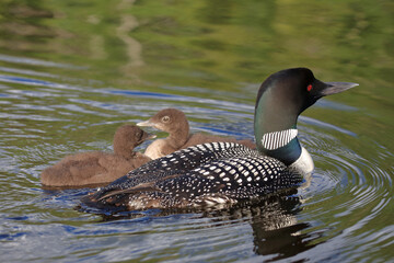 Eistaucher / Common Loon / Gavia immer..
