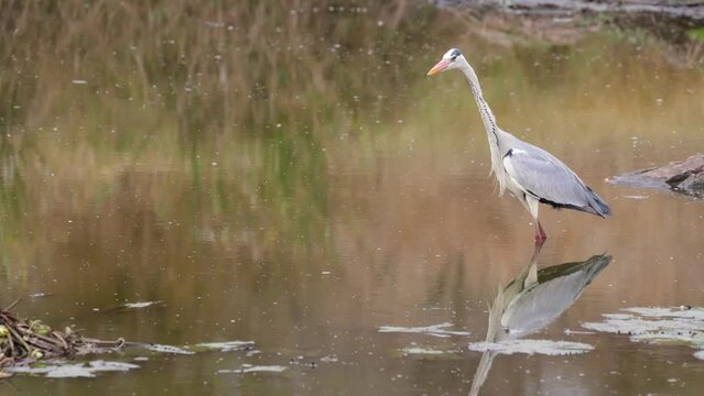 Grey heron taking a plunge
