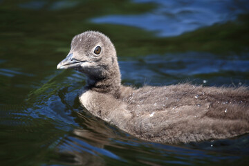Eistaucher / Common Loon / Gavia immer..