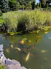 Decorative multi-colored swimming fish in a lake in a city park near thickets