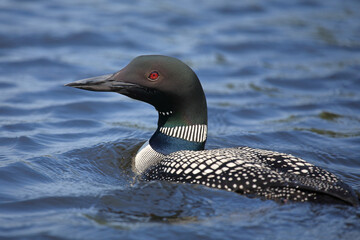 Eistaucher / Common Loon / Gavia immer.