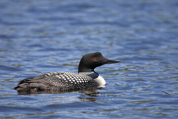 Eistaucher / Common Loon / Gavia immer.