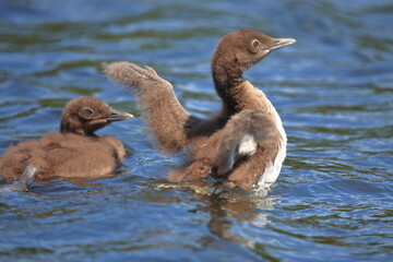 Eistaucher / Common Loon / Gavia immer..