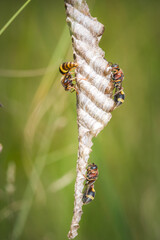 Close up Ropalidia Fasciata, Paper Wasp taking care it's tiny nest on nature background, Thailand.