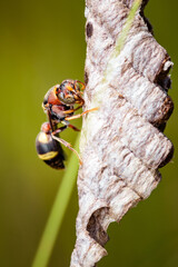 Close up Ropalidia Fasciata, Paper Wasp taking care it's tiny nest on nature background, Thailand.
