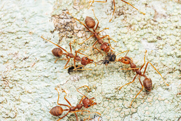 Red Ants team take the bait or black food on bark back to ant’s nest, Selective focus, Thailand.