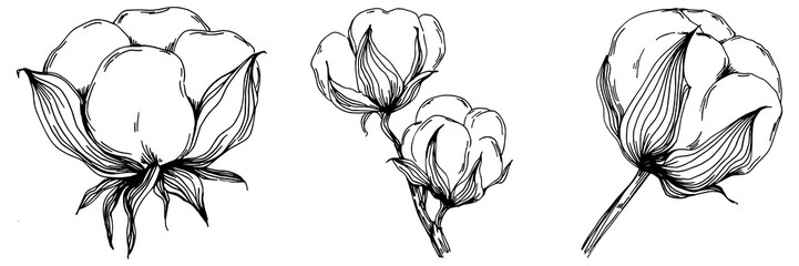 Vector cotton summer. Isolated botanical flower, leaves. Black and white engraved sketch ink art. Leaf plant botanical garden floral foliage. Wildflower drawing leaf illustration element.