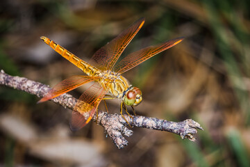 Close up of Yellow Dragonfly perched on a tree branch, dry wood and nature background, Selective focus, insect macro, Colorful insect in Thailand.
