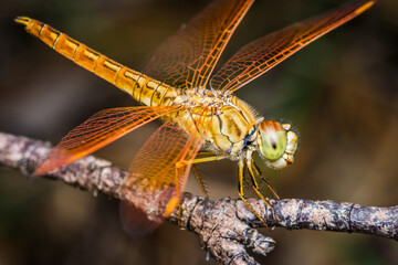 Close up of Yellow Dragonfly perched on a tree branch, dry wood and nature background, Selective focus, insect macro, Colorful insect in Thailand.