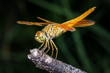 Close up of Yellow Dragonfly perched on a tree branch, dry wood and nature background, Selective focus, insect macro, Colorful insect in Thailand.