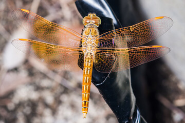 Close up of Yellow Dragonfly perched on electric wire, Selective focus, insect macro, Colorful insect in Thailand.