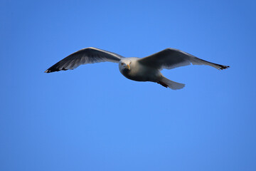 Obraz premium Kanadamöwe oder Amerikanische Silbermöwe / American herring gull or Smithsonian gull / Larus smithsonianus.