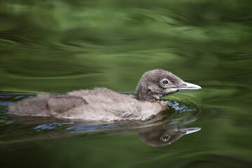 Eistaucher / Common Loon / Gavia immer..