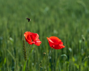 bumble bee hovering over red poppy flowers on green field