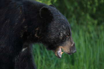 Verletzter Schwarzb&auml;r / Injured Black bear / Ursus americanus