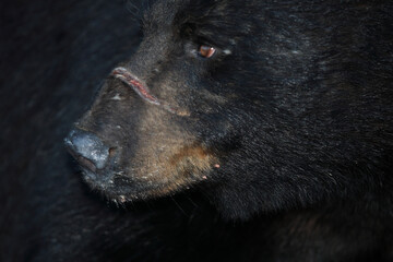 Verletzter Schwarzb&auml;r / Injured Black bear / Ursus americanus