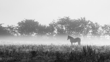 Black-and-white photography of a horse standing in its pasture in the early morning light