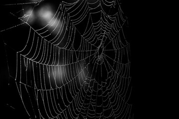 A spider's web glitters with thousands of tiny dewdrops in the early autumn morning light