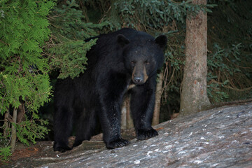 Schwarzbär / Black bear / Ursus americanus