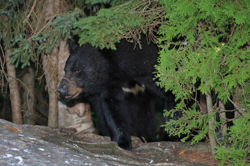 Obraz na płótnie Canvas Verletzter Schwarzbär / Injured Black bear / Ursus americanus