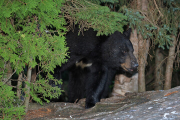 Schwarzbär / Black bear / Ursus americanus