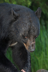 Verletzter Schwarzbär / Injured Black bear / Ursus americanus