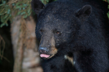 Schwarzbär / Black bear / Ursus americanus