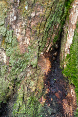 Problem of durian in the garden, tree for root rot disease ,phytophthora fungus ,damages the root system