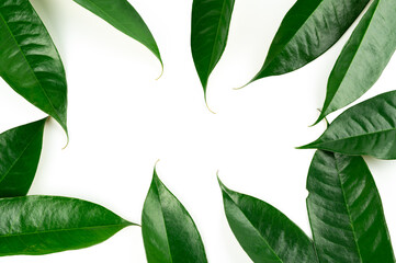 Fresh durian leave isolated on white background, green leaves durian fruit frame, decoration for advertising conceptFresh durian leave isolated on white background, green leaves durian fruit frame, de