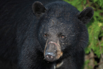 Obraz premium Verletzter Schwarzbär / Injured Black bear / Ursus americanus