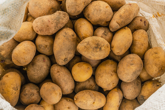 Fresh Natural Raw Potatoes In A White Mesh Bag