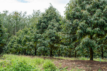 Green durian tree in the garden with sky background, agriculture in Thailand, durian plantation, the best product place in Chanthaburi Thailand