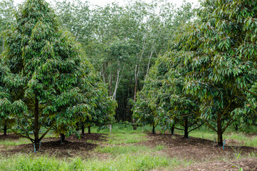 Fresh durian tree beautiful garden with nice sky, best quality product food in Chanthaburi, Thailand for export