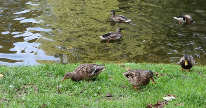 Wild ducks on the grass near the pond.