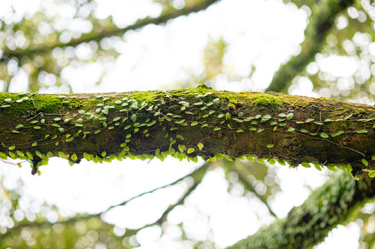 Tropical rainforest Dragon scale fern ( pyrrosia piloselloides ) on the branch of durian tree in garden