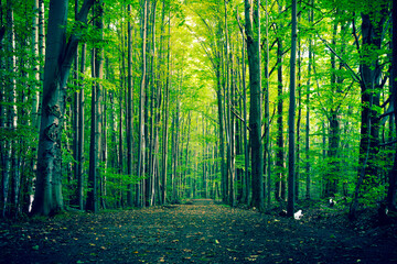 Fototapeta na wymiar A path through a forest full of thin tall trees