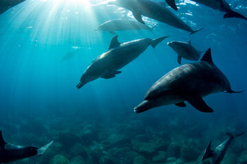 wildlife dolphins underwater