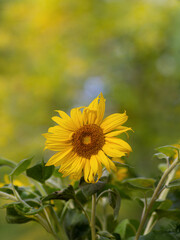 Sonnenblume Einzelblüte