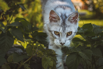 Katze schleicht durch den Garten