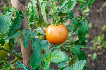 red tomatoes in the garden. ripe fruits on tomato bushes. juicy young vegetables in the garden. ketchup cooking concept.
