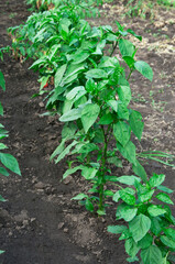 bush of green pepper in the garden. the concept of growing sweet peppers. young plant in the garden