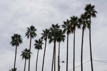 Obraz premium palm trees on a cloudy day 