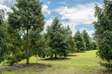 Fresh durian tree beautiful garden with nice sky, best quality product food in Chanthaburi, Thailand for export