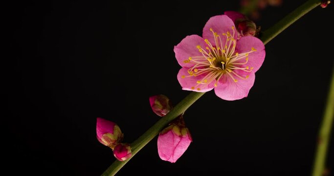 ピンクの梅の花が開花する4Kタイムラプス動画